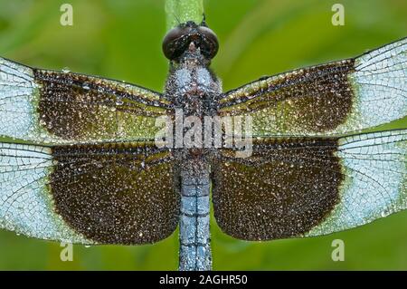 Dewy dragonfly called widow skimmer Dragonfly of species Libellula luctuosa with black and blue transparent wings Stock Photo