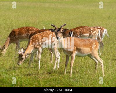 Small group of Fallow Deer (Dama dama) with new antlers, grazing in grass field on a sunny Summer day in Bradgate Park, Leicestershire, England, UK Stock Photo