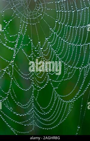 Dewy spider web in prairie hanging from big bluestem grass during the morning. Stock Photo