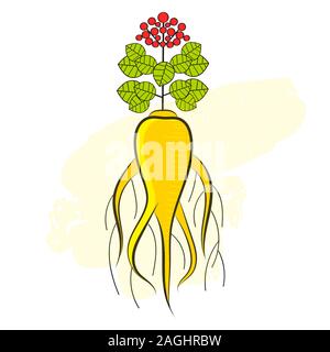 A ginseng root and a part of the plant. Design Element, Illustration For Logo, Banner, Poster, Business Sign Stock Vector