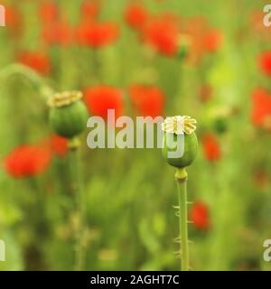 Papaver somniferum, commonly known as the opium poppy Stock Photo