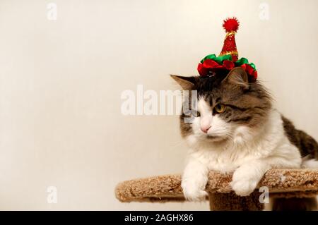 Homemade beautiful cat in a Christmas festive hat. Fluffy Kuril Bobtail cat close-up. Stock Photo