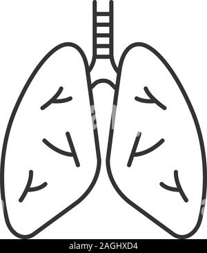 Human lungs medical structure. Outline vector illustration of body part ...