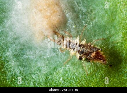 Lacewing larva feeding on spider eggs Stock Photo