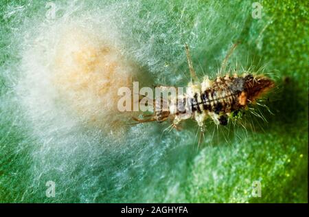 Lacewing larva feeding on spider eggs Stock Photo