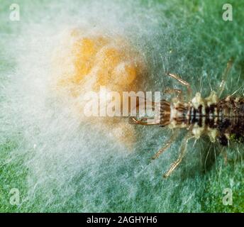 Lacewing larva feeding on spider eggs Stock Photo