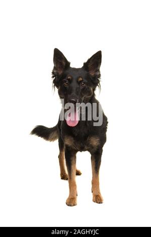 Standing Bohemian shepherd looking at the camera isolated on a white background Stock Photo