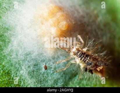 Lacewing larva feeding on spider eggs Stock Photo