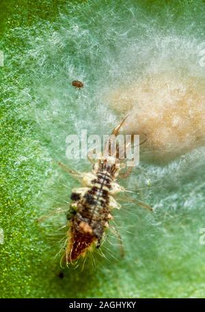 Lacewing larva feeding on spider eggs Stock Photo