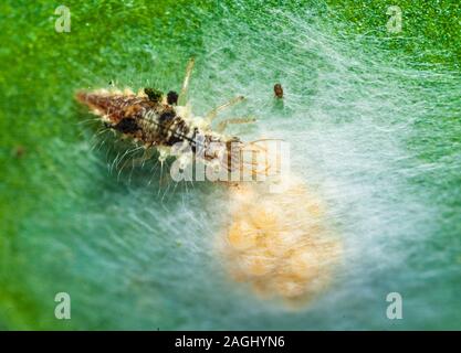 Lacewing larva feeding on spider eggs Stock Photo