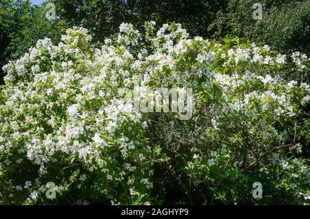 A mass of fragrant white flowers on a mature Philadelphus Beauclerk in an English garden in June Stock Photo