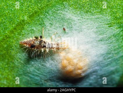 Lacewing larva feeding on spider eggs Stock Photo