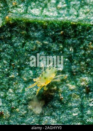 Red spider mite, Tetranychus urticae Stock Photo