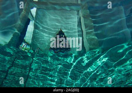 Christmas tree in the pool, photographed from under water from the bottom, with reflection and highlights. Another look at Christmas. Extreme New Year Stock Photo