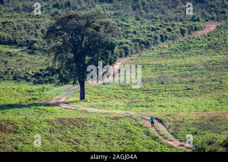 man walking in the pasture toward a large tree in brazil Stock Photo