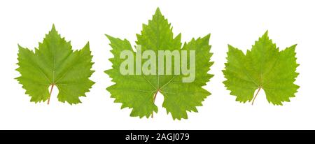 grape leaves path isolated on white Stock Photo