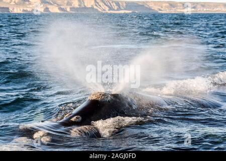 Close up view of Southern Right Whale emerging from the sea and splashing water in Peninsula Valdes, Patagonia, Argentina Stock Photo