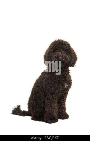 Sitting black labradoodle dog isolated on a white background Stock Photo