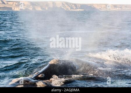 Close up view of Southern Right Whale emerging from the sea and splashing water in Peninsula Valdes, Patagonia, Argentina Stock Photo