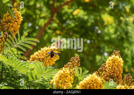 tree with green leaves and yellow flowers with bees flying around with a blue sky Stock Photo