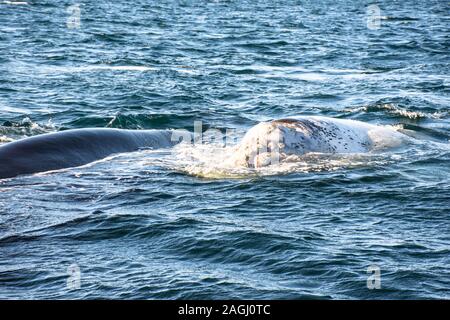 Close up view of Southern Right Whale emerging from the sea in Peninsula Valdes, Patagonia, Argentina Stock Photo