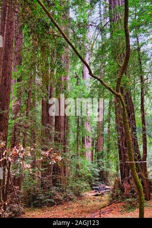 Four Wheel Drive in Redwood Forest Stock Photo