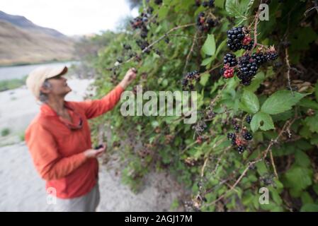 Woman picking blackberries along the Lower Salmon River, Idaho. Stock Photo