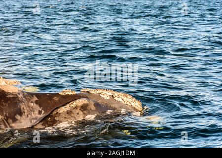 Close up view of Southern Right Whale emerging from the sea in Peninsula Valdes, Patagonia, Argentina Stock Photo