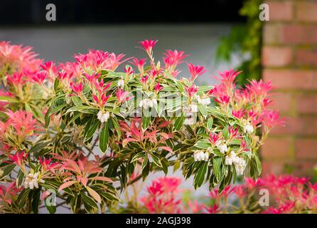 Pieris japonica Flaming Silver is bearing new young leaves which are pink at first before turning variegated green in an English garden Stock Photo