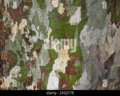 detail of patterned bark on trunk of London Plane Tree (Platanus × acerifolia or Platanus × hispanica) a hybrid in San Sebastian,Northern Spain,Europe Stock Photo