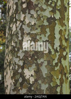 detail of patterned bark on trunk of London Plane Tree (Platanus × acerifolia or Platanus × hispanica) a hybrid in San Sebastian,Northern Spain,Europe Stock Photo