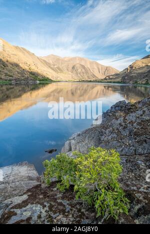 Hackberry tree along Snake River in Hells Canyon on the border of Idaho ...