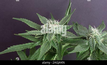Blooming Cannabis Buds With White Hairs And A Spicy Smell Stock