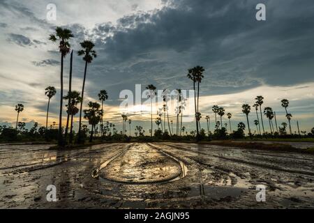 Rice farmland with sugar palm during twilight sunset in rural of Thailand Stock Photo
