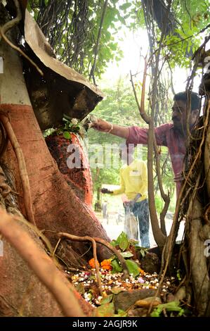 NAGPUR, MAHARASHTRA, INDIA - AUGUST 01 : People worship of Snake God in 'Nag Panchami' festival. It is traditional worship of snakes or serpents obser Stock Photo