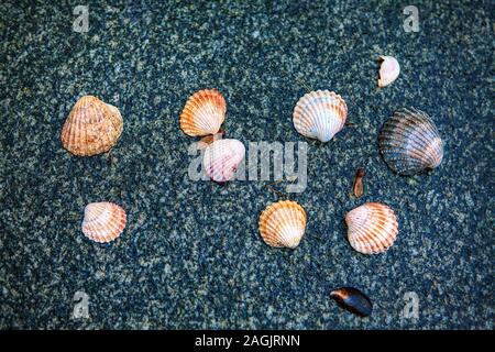ocean shells on the black background Stock Photo