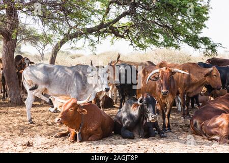 Cattle farmer,at local village Zere, Kalahari desert near Rakops, Central District, Botswana, Africa Stock Photo
