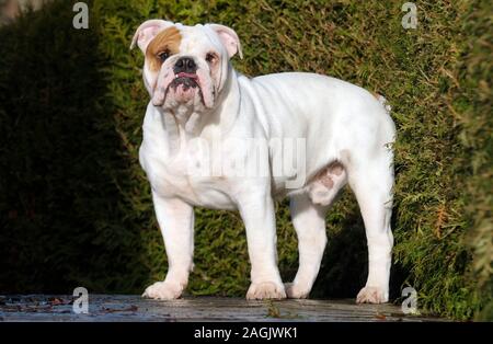 11 month store old english bulldog