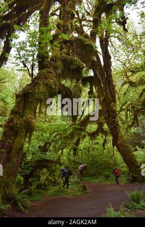 Photographers capturing the otherworldly landscapes in the Hall of Mosses, Hoh Rainforest, Olympic National Park. Stock Photo