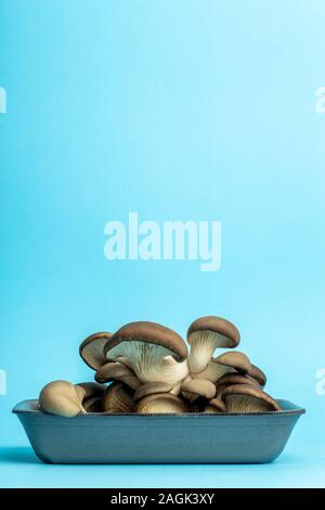 Oyster mushrooms in a package from a supermarket on a colored background. Minimal food concept. Stock Photo