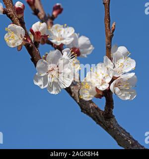 Blooming apricot tree in spring Stock Photo