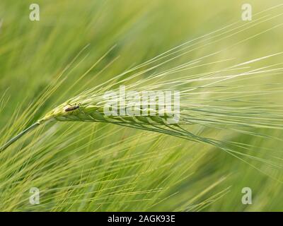 Young barley, Hordeum vulgare, in spring Stock Photo