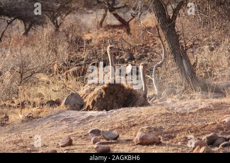 Wild ostrich in South Africa Stock Photo