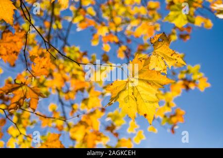 Yellow and orange maple leaves at tree branches in autumn, blue sky behind Stock Photo