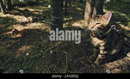 One cat in a city park. Bengal wildcat walk on the forest in collar. Asian Jungle Cat or Swamp or Reed. Domesticated leopard cat.