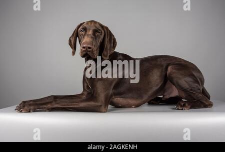 German Shorthaired Pointer taking it easy, photographed in the UK. Stock Photo