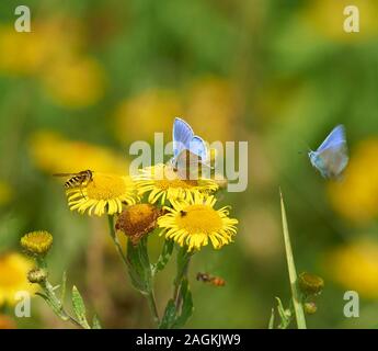 Common blue butterfly (Polyommatus icarus) and wasps feeding on yellow flower in wildflower meadow Stock Photo