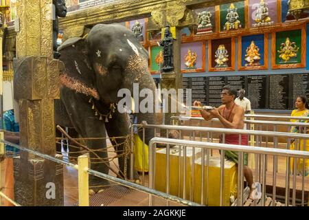 Priest worshipping elephant Lakshmi in Manakula Vinayagar Temple, Puducherry, Pondicherry, Tamil Nadu, India Stock Photo