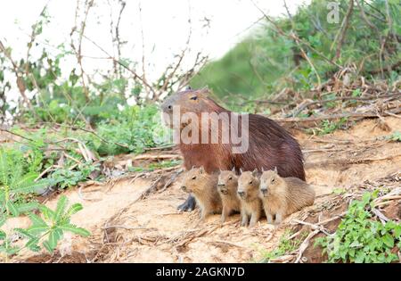 Close up of Capybara mother with four pups sitting on a river bank, North Pantanal, Brazil. Stock Photo