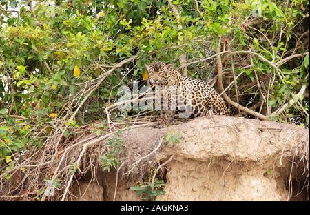 Close up of a Jaguar sitting on a river bank, Pantanal, Brazil. Stock Photo